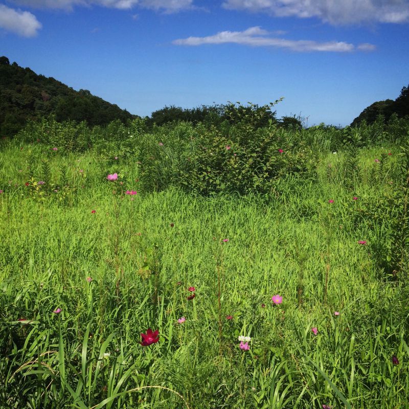 夏休みのお知らせ